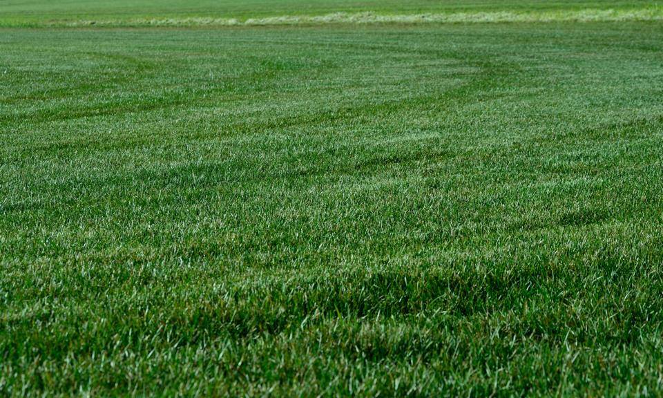 Turf Type Tall Fescue with Kentucky Bluegrass Mix